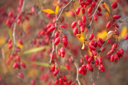 Beautiful ripe red berries on the bushes with the yellow leaves in the fall.