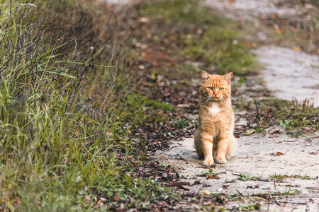 Beautiful graceful red cat with yellow eyes sitting on yellow leaves in autumn. Copy space.の写真素材