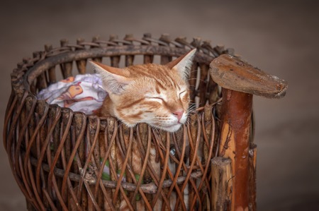 Beautiful red cat sleeping peacefully in a wicker basket vintage handmade . Close-up. The horizontal frame.の写真素材