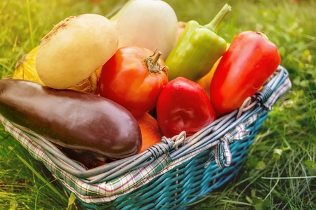 The farmers harvest different vegetables in late summer in the organic garden. Healthy, sustainable food. Autumn.の写真素材