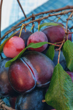 Ripe and juicy blue plums in a wicker basket in a rustic style. Happy Thanksgiving. The horizontal frame.の写真素材