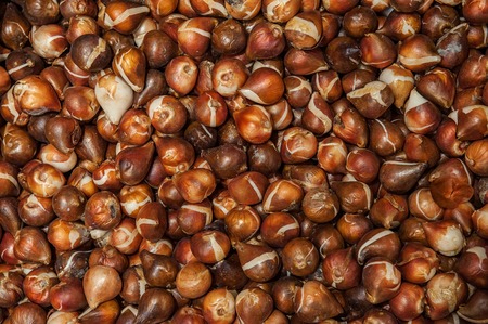 Tulip bulbs scattered for drying after cleaning. Showcase in a flower shop. Natural background of planting material.の写真素材