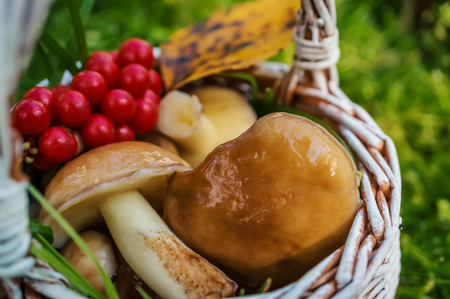 Fresh forest mushrooms in a white wicker basket with berries I Sunny summer day. Close up.の写真素材