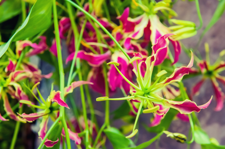 Exotic orchids green and pink on blurred bokeh background. Soft focus. Close up.の写真素材