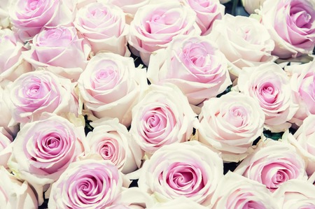 Roses of pink and green modern varieties in a bouquet for a gift. Background. Selective focus.の写真素材