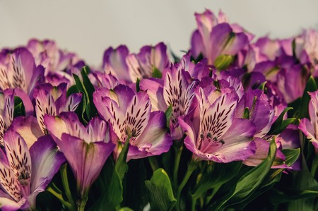 Beautiful background of red and pink Alstroemeria flowers on wood background. Tinted glass. Copy space. The horizontal frame.の写真素材