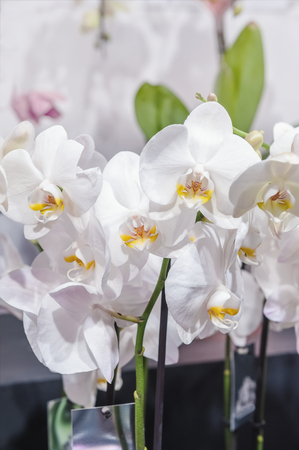 Large bouquet of white large orchids. Close up. The vertical frame.の写真素材