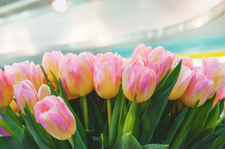 Pink tulips on a Sunny spring day, selective focus. Background. horizontal frame.の写真素材