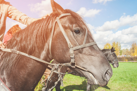 Head of Bay horse closeup in Sunny autumn day. Copy space.の写真素材