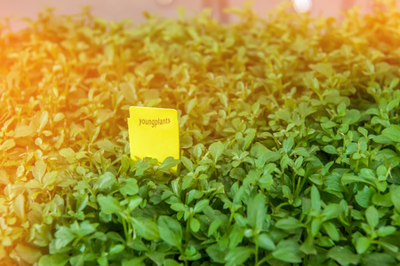 Seedlings of flowers and vegetables growing in foam containers in paper bags on the window in the ground on a Sunny day. Modern tendencies of cultivation of seedling for a city garden. Selective focusの写真素材