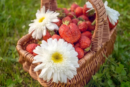 Wicker basket with a crop of ripe strawberries and chamomile flowers on green grass. Sunny day.の写真素材