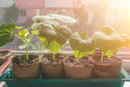 Seedlings of cucumbers are grown on the window for the city garden.の写真素材