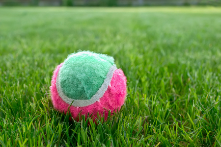 Tennis ball on the green lawn on a Sunny dayの写真素材