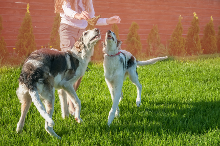 Girl playing with two dogs of breed Russian Borzoi. Copy space