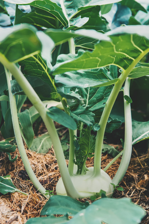 Macrophotography of kohlrabi cabbage plants growing in the city garden, ready to harvest, fresh and ripeの写真素材
