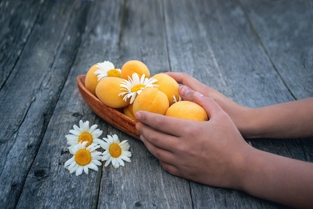 Ripe organic apricots in the hands of a girl on a wooden background. Chamomiles. Copy space.の写真素材