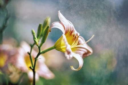 Pink daylily on a beautiful artistic backgroundの写真素材