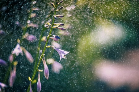 small pink flowers hosts on a beautiful artistic background on a Sunny day. Wallpaper