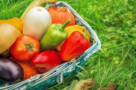 The farmers harvest different vegetables in late summer in the organic garden. Healthy, sustainable food. Autumnの写真素材