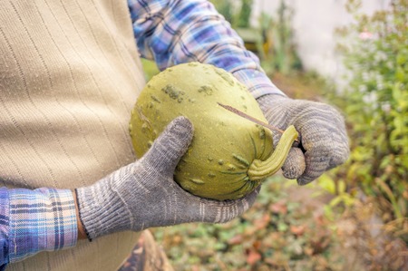 Two male hands holding a pumpkin pulled from the garden. The concept of urban gardens, organic vegetablesの写真素材