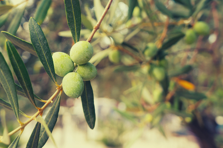 Olives on a branch of an olive tree. Detail close-up of green fruit olives with selective focus and shallow depth of field. Toned.の写真素材