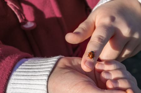 a ladybug sits on a child's hand on a Sunny spring day against a blue sky.の写真素材