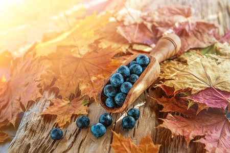 Autumn harvest blue berries of the sloe in a wooden scoop out of the olive tree . Autumn background.の写真素材