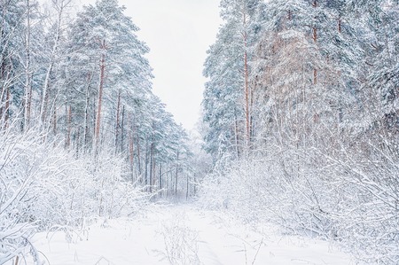Winter Christmas picturesque background with copy space. Snowy landscape with trees covered with snow, outdoors. tinted blueの写真素材
