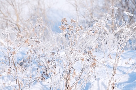 Winter Christmas picturesque background with copy space. Snowy landscape with trees covered with snow, outdoors.の写真素材