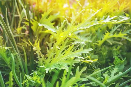 Various salads - lettuce-salad salad with green mustard in the garden of the urban vegetable gardenの写真素材