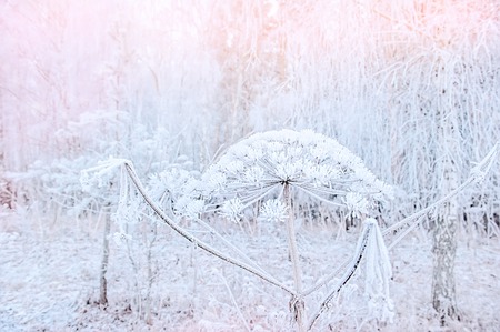 On a frosty winter day, the Heracleum weed is covered in beautiful frost.の写真素材