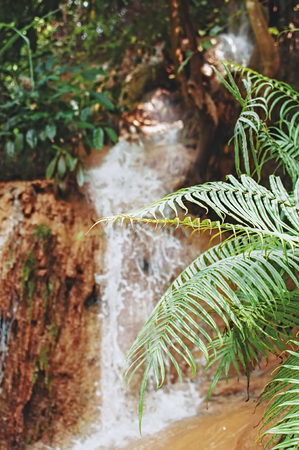 Asian rainforest with a waterfall. Jungle virgin nature.の写真素材