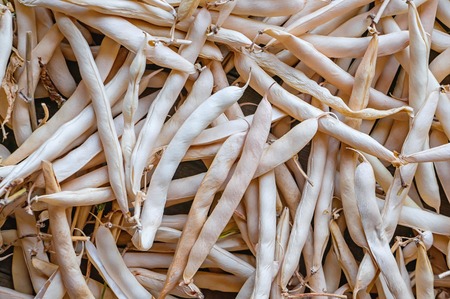 Sash pods of dried beans. Harvesting.の写真素材