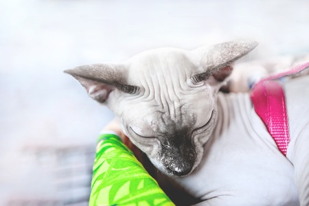 Beautiful bright cat without wool breed sphinx napping in a basket.の写真素材
