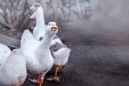 Bird breeding birds. Industrial farm with breeding geese. A flock of white geese grazing in the meadow. Close-up.の写真素材