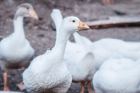 Bird breeding birds. Industrial farm with breeding geese. A flock of white geese grazing in the meadow. Close-up.の写真素材