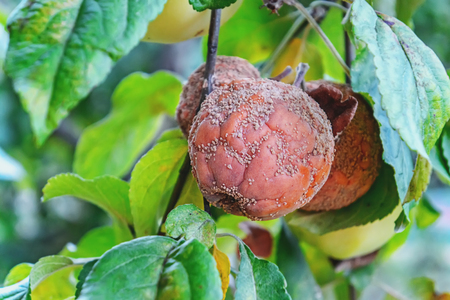 Rotten apple hanging on apple, monilioz apple.の写真素材