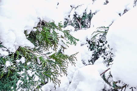 Winter Christmas scenic background with copy space. Snow landscape with trees covered with snow in the open air.の写真素材