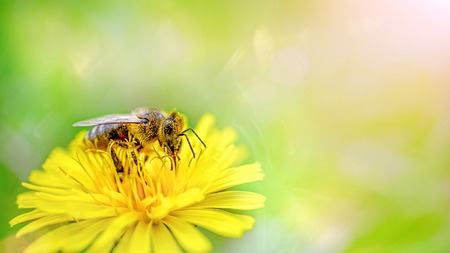 A honey bee in yellow pollen collects nectar from a dandelion flower on a sunny spring day. Spring time. Copy space.の写真素材