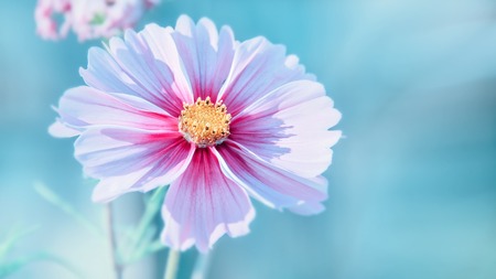 Delicate pink cosme daisy flower on a beautiful background. Copy space.の写真素材