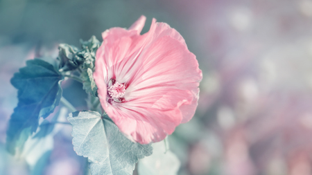 Delicate pink mallow flower on a beautiful background. Spring theme. Copy space.