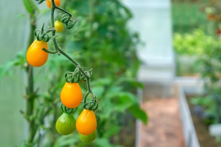 Ripe yellow tomatoes on a branch in a greenhouse. Growing organic vegetables in the city garden.
