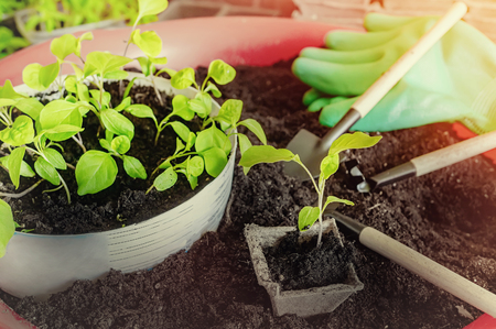 seeding small eggplant seedlings in separate boxes.の写真素材