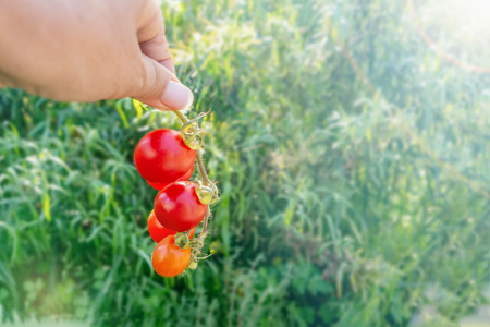 Woman hand harvesting wild cherry tomatoes grow in the garden, closeup shot of red ripe tomatoes in hand, a bunch of fresh fruits on a green blur backgroundの写真素材