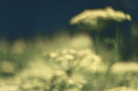Abstract bokeh and blurred colorful nature background model used to stick text.