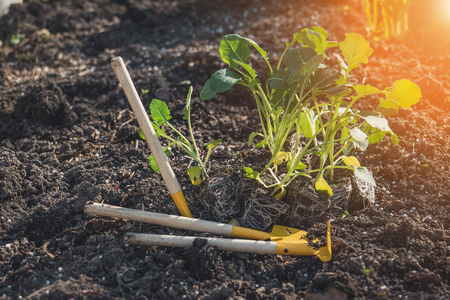 Earth Day concept. Cabbage seedlings with visible roots and tools - shovels and rakes, prepared for planting land.の写真素材