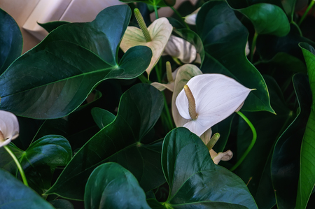 Beautiful flowers of calla in the interior.の写真素材