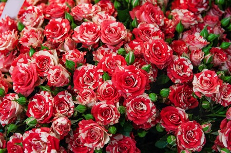 Exotic roses from scarlet red elite modern varieties in the bouquet as a gift. Background. Selective...