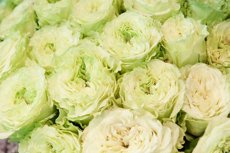 Exotic roses from green-pink elite modern varieties in the bouquet as a gift. Background.の写真素材