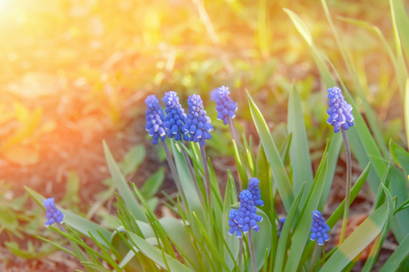 Blue Scilla Siberian. Early flowering pleases the human eye. Blue snowdrops in the spring forest. The first spring flowersの写真素材